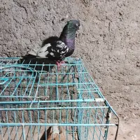 سینه ای نرماده