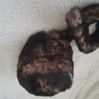 کلاه روسی دم روباهی|لباس|فردیس, فردیس|دیوار