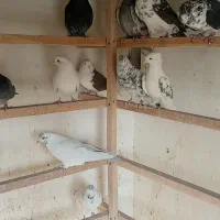 سلام به همه دوستان تعداد کبوتر خوب به فروش می رسد|پرنده|اسلامشهر, شهرک سالور|دیوار