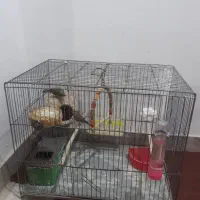 دوعددفنچ بالغ نرویک عددقفس