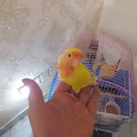 طوطی کوتوله زرد صورت هلویی