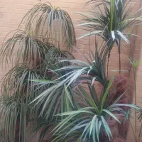 حراج|حراج|اصفهان, عباس‌آباد|دیوار