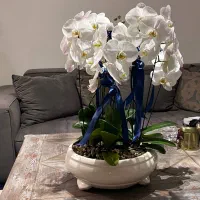گلدان ارکیده طبیعی سفید برای امروز