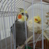 دوعدد عروس هلندی نروماده|پرنده|اردبیل, |دیوار