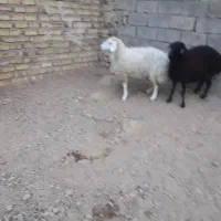 ۲راس میش جوان آبستن|حیوانات مزرعه|تایباد, |دیوار