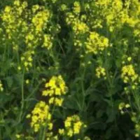 اجاره زمین کشاورزی|فروش دفتر صنعتی، کشاورزی، تجاری|سیمین شهر, |دیوار