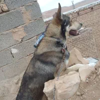 سلام‌سگ‌واگزار‌میشود