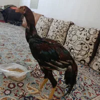 جوجه خروس لاری افغان|حیوانات مزرعه|رباط‌کریم, الارد|دیوار