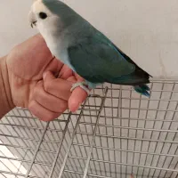 طوطی برزیلی آبی وایت فیس