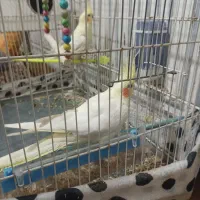 جفت عروس هلندی نرو ماده|پرنده|تربت جام, میان جام|دیوار