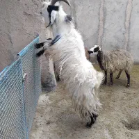 بز نر جلو رو