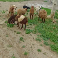 4تا میش جوان خوب