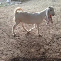 بیگ