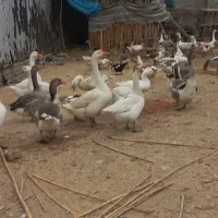 غاز|حیوانات مزرعه|کلاله, |دیوار