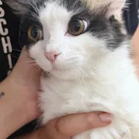 فروش گربه میکس