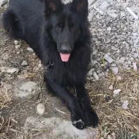 سگ ژرمن بلک نر