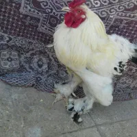 جوجه و خروس برهما