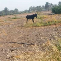 کره اسب مادیون