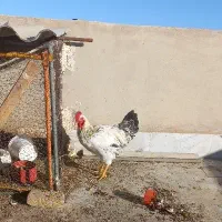 خروس جوان صددرصد ارگانیک و درجه یک|حیوانات مزرعه|شاهرود, |دیوار