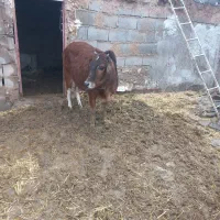 تلیسه|حیوانات مزرعه|زیرکوه, |دیوار