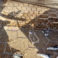 جوجه سده|پرنده|فیروزه, |دیوار