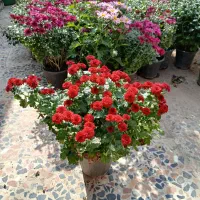 گلهای داوو دی  گل