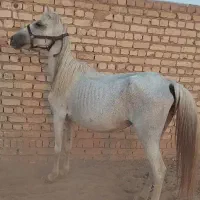 مادیان همراه با کره