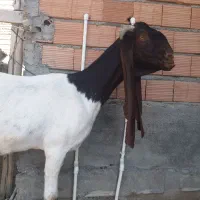 گوسفند. بره . بز .گاو .گوساله