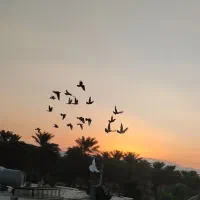 دسته کفتر ۲۴تایی جهرم|پرنده|شیراز, ترمینال باربری|دیوار