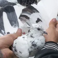 کفتر پرشی|پرنده|گلستان (تهران), |دیوار