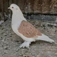 پشت سرور