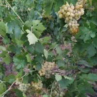 فروش باغچه باغ سرسبز سنددار|فروش زمین و ملک کلنگی|تهران, خلیج فارس|دیوار