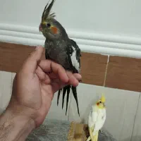 جوجه عروس چلوندنی|پرنده|زهک, |دیوار