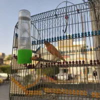 قناری سرخ مست