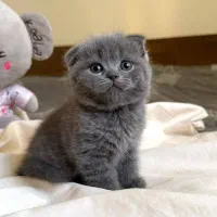 زیباترین و اصیل ترین گربه ها و باشجره|گربه|شیراز, نیایش|دیوار