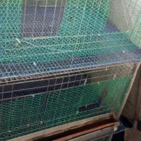 قفس کبوتر مرغ خروس و بلدرچین|لوازم جانبی حیوانات|رشت, جانبازان|دیوار