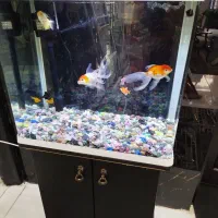 آکواریوم کمدی در حد نو سالم|ماهی|زابل, |دیوار