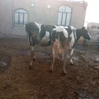 گاو|حیوانات مزرعه|نیشابور, خط کاشمر|دیوار