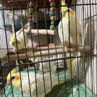 عروس هلندی 4 عدد یکجا