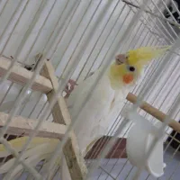 عروس هلندی نر|پرنده|مشهد, هفده شهریور|دیوار