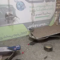 کبوتر پشدار