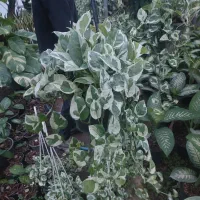 پتوس ارتشی|گل و گیاه طبیعی|تهران, سازمان آب|دیوار