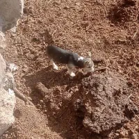 توله سگ پاکوتاه 3ماه