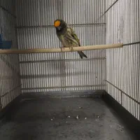 گلبسر جوجه قفس