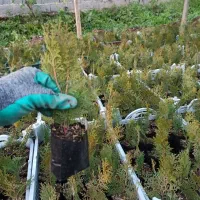 کامیس سبز(فشرده) نشایی نایلکسی