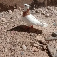 کبوتر طوقی زرد|پرنده|فسا, |دیوار