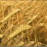 بذر جو جهت کشت