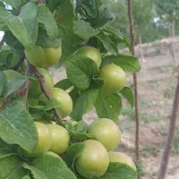 خریدار‌الوچه‌سر‌درخت‌با‌قیمت‌مناسب