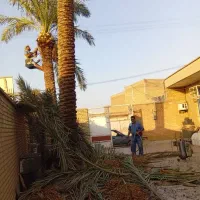 بریدن نخل قطع درخت هرس نخل سمپاشی نخل استاد نخل