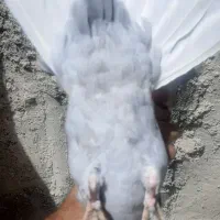 کفتر در تخت جمشید